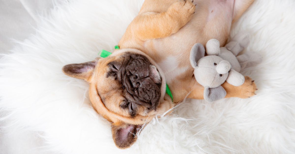 Tips for Choosing a Pet Bed for Your Dog
